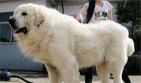 大白熊是什么狗性格和善具有王者之气