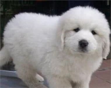 大白熊是什么狗性格和善具有王者之气