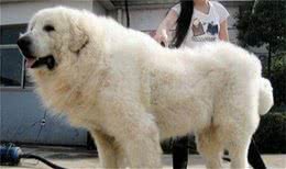 大白熊是什么狗性格和善具有王者之气