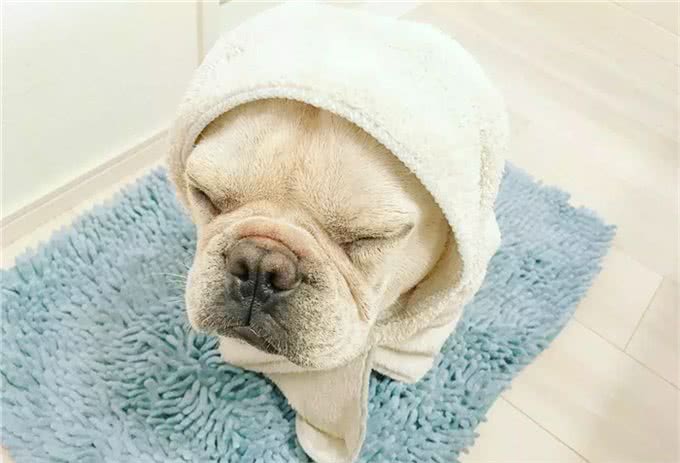 养只萌宠斗牛犬是种什么体验?就像多了一个家人,没它少了安全感