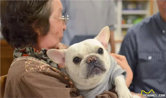 养只萌宠斗牛犬是种什么体验?就像多了一个家人,没它少了安全感