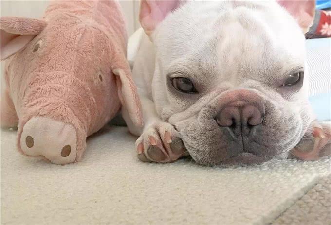 养只萌宠斗牛犬是种什么体验?就像多了一个家人,没它少了安全感