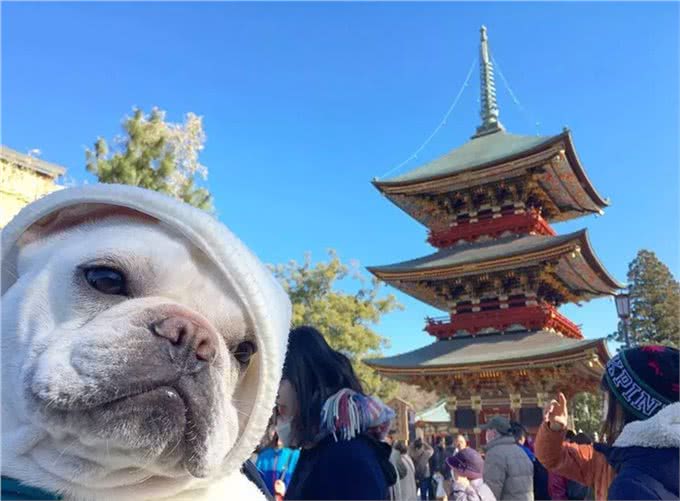 养只萌宠斗牛犬是种什么体验?就像多了一个家人,没它少了安全感