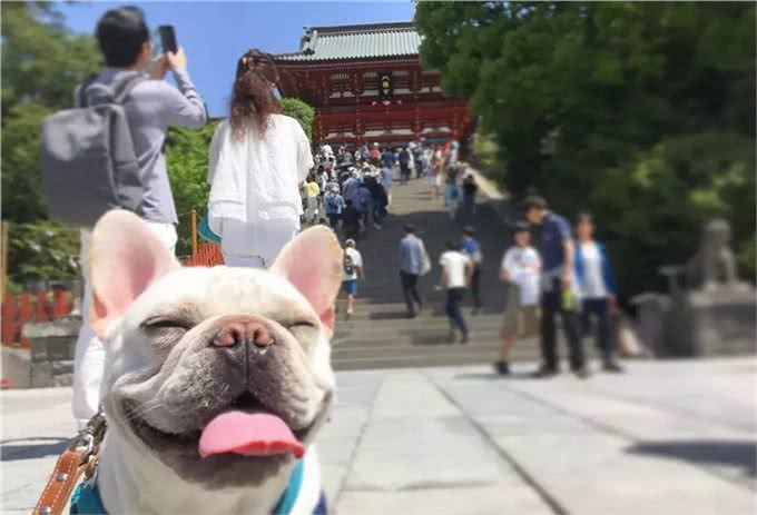 养只萌宠斗牛犬是种什么体验?就像多了一个家人,没它少了安全感