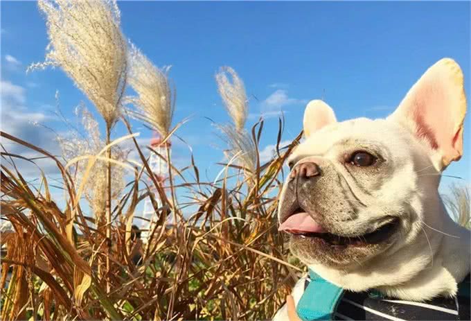 养只萌宠斗牛犬是种什么体验?就像多了一个家人,没它少了安全感