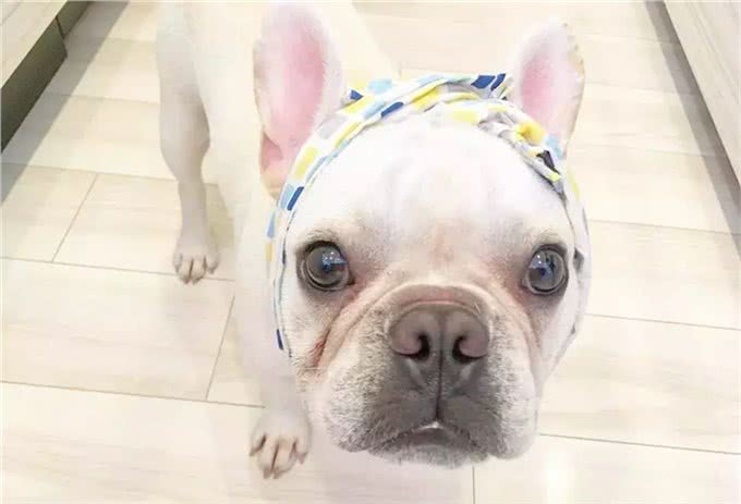 养只萌宠斗牛犬是种什么体验?就像多了一个家人,没它少了安全感