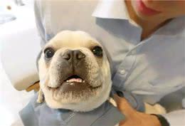 养只萌宠斗牛犬是种什么体验?就像多了一个家人，没它少了安全感