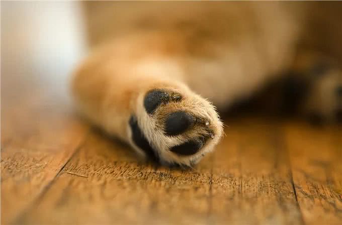 冬天太冷了,4个细节,帮你的狗狗做好爪垫护理