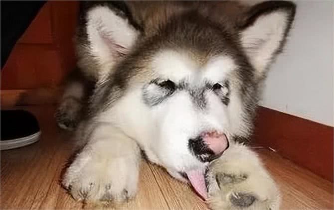 冬天太冷了,4个细节,帮你的狗狗做好爪垫护理