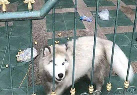 从朋友家接回一只萨摩,养了几个月后悔:敢情还是个混血儿?