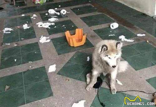 从朋友家接回一只萨摩,养了几个月后悔:敢情还是个混血儿?