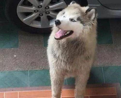 从朋友家接回一只萨摩,养了几个月后悔:敢情还是个混血儿?