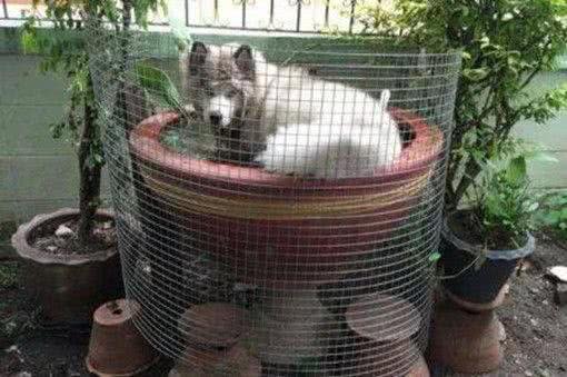 从朋友家接回一只萨摩,养了几个月后悔:敢情还是个混血儿?