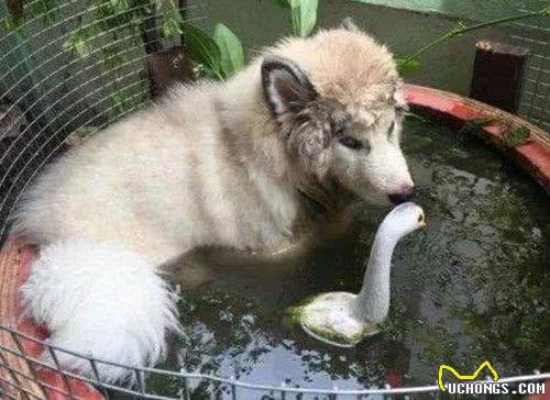 从朋友家接回一只萨摩,养了几个月后悔:敢情还是个混血儿?