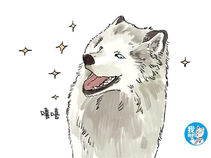 从朋友家接回一只萨摩,养了几个月后悔:敢情还是个混血儿?