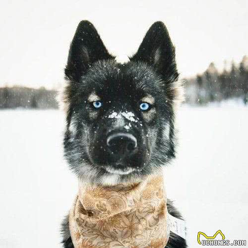 从朋友家接回一只萨摩,养了几个月后悔:敢情还是个混血儿?