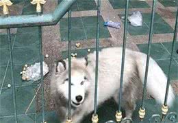 从朋友家接回一只萨摩，养了几个月后悔:敢情还是个混血儿?