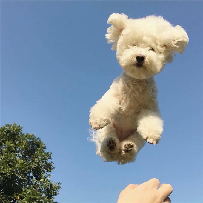 狗狗毛发干枯什么原因,狗狗毛发粗糙怎么办