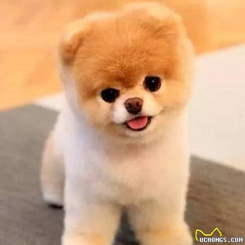 狗狗毛发干枯什么原因,狗狗毛发粗糙怎么办