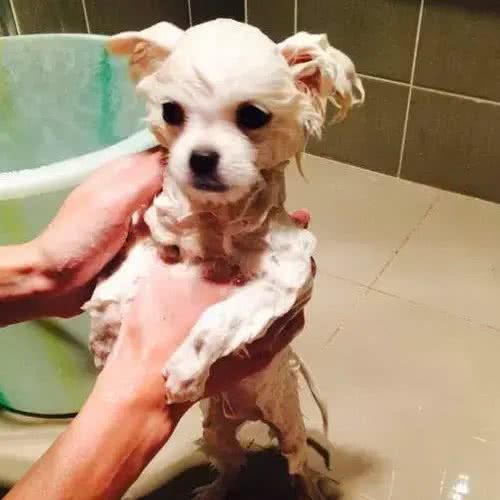 狗狗毛发干枯什么原因,狗狗毛发粗糙怎么办