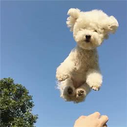 狗狗毛发干枯什么原因，狗狗毛发粗糙怎么办