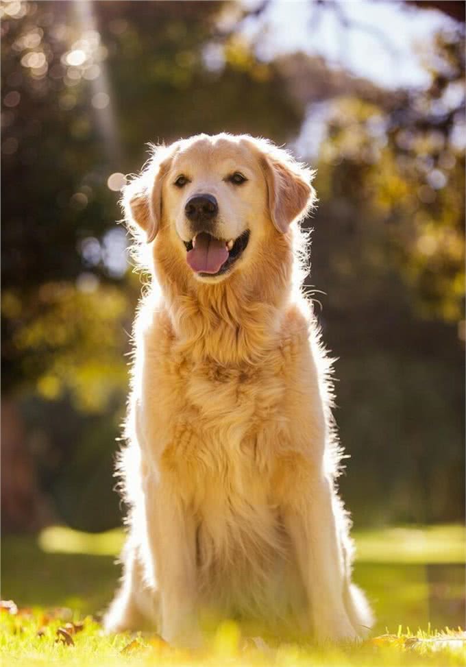 如何有效地训练你的金毛犬