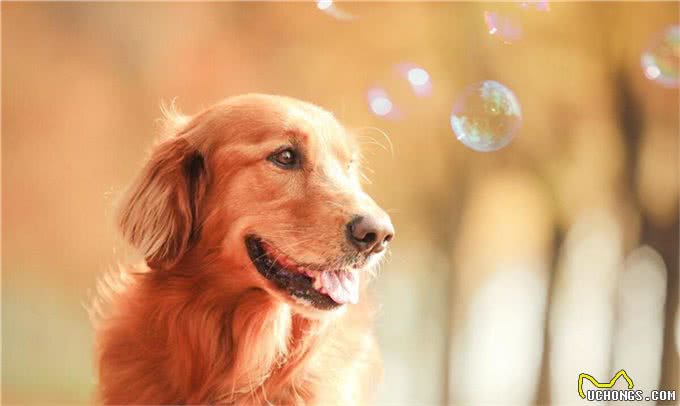 如何有效地训练你的金毛犬