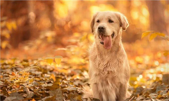 如何有效地训练你的金毛犬