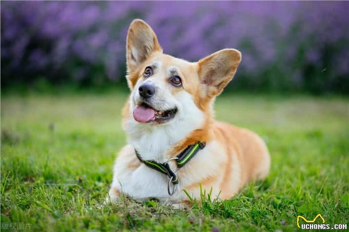 狗狗应注意以下症状，这可能是老年痴呆症的前兆