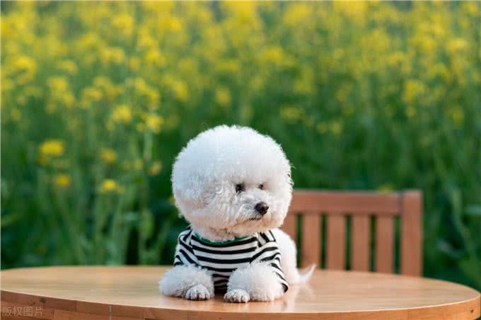 狗狗应注意以下症状，这可能是老年痴呆症的前兆