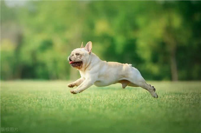 狗狗应注意以下症状，这可能是老年痴呆症的前兆