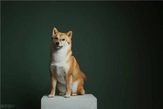 狗狗应注意以下症状，这可能是老年痴呆症的前兆