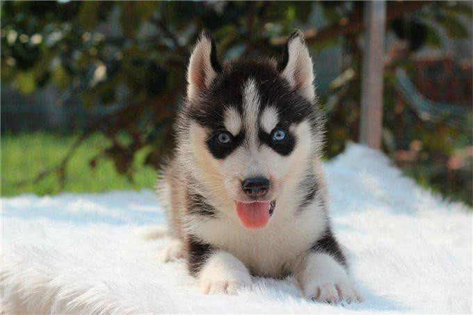 3分钟,告诉你狗狗与水的关系