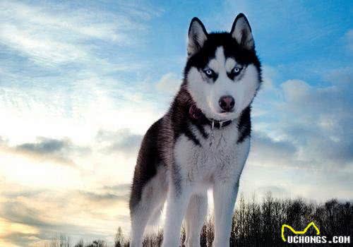 3分钟,告诉你狗狗与水的关系