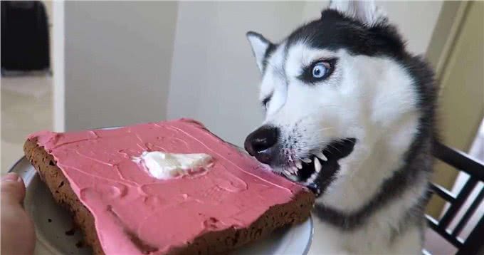 3分钟,告诉你狗狗与水的关系