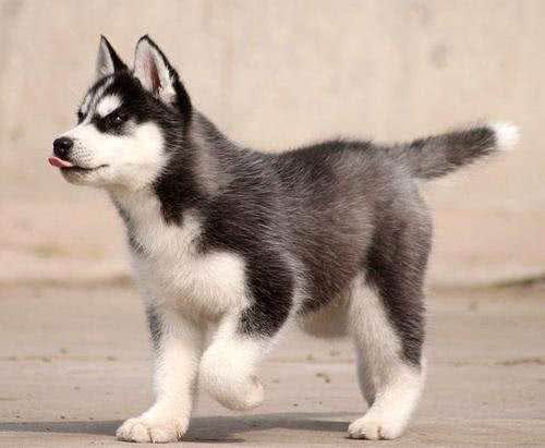 3分钟,告诉你狗狗与水的关系