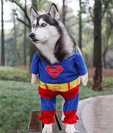 3分钟,告诉你狗狗与水的关系