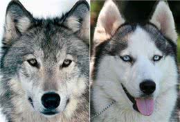 3分钟，告诉你狗狗与水的关系