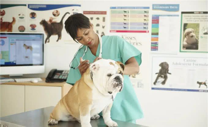 狗狗疫苗清单，这4种核心疫苗，主人一定要带狗狗打