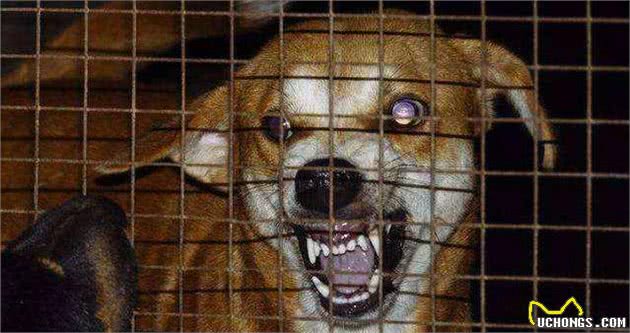 狗狗疫苗清单,这4种核心疫苗,主人一定要带狗狗打