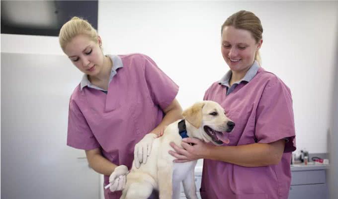 狗狗疫苗清单,这4种核心疫苗,主人一定要带狗狗打