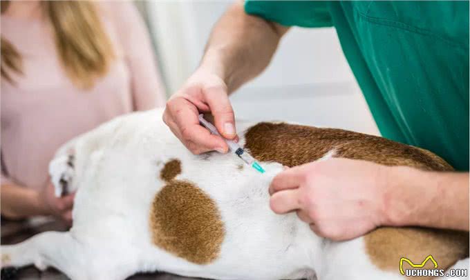 狗狗疫苗清单,这4种核心疫苗,主人一定要带狗狗打