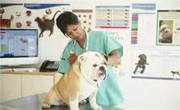 狗狗疫苗清单，这4种核心疫苗，主人一定要带狗狗打