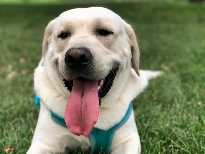 原来养拉布拉多真的会上瘾,难怪这么多人养