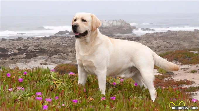 原来养拉布拉多真的会上瘾,难怪这么多人养