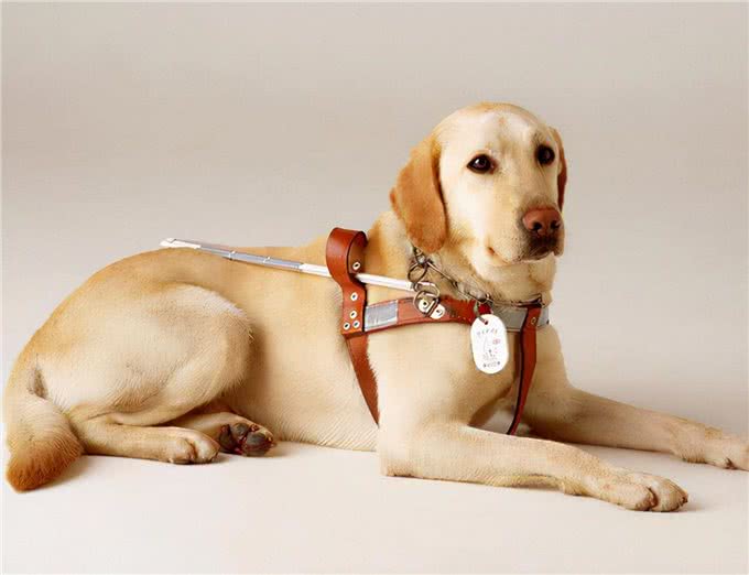 原来养拉布拉多真的会上瘾,难怪这么多人养