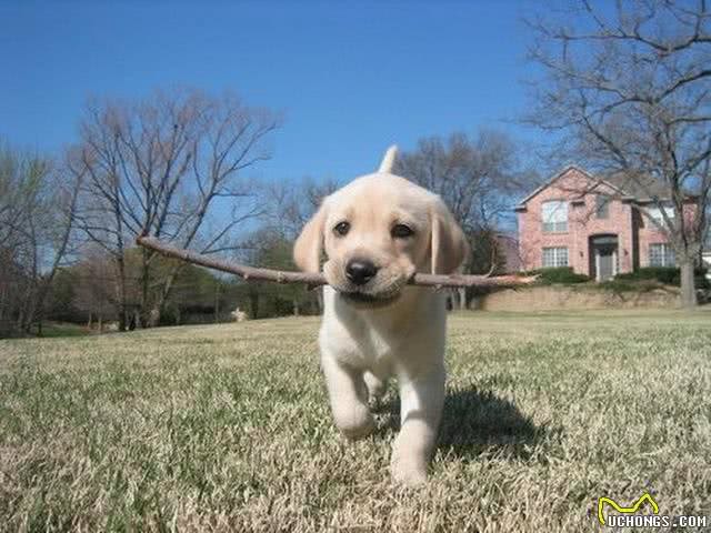 原来养拉布拉多真的会上瘾,难怪这么多人养