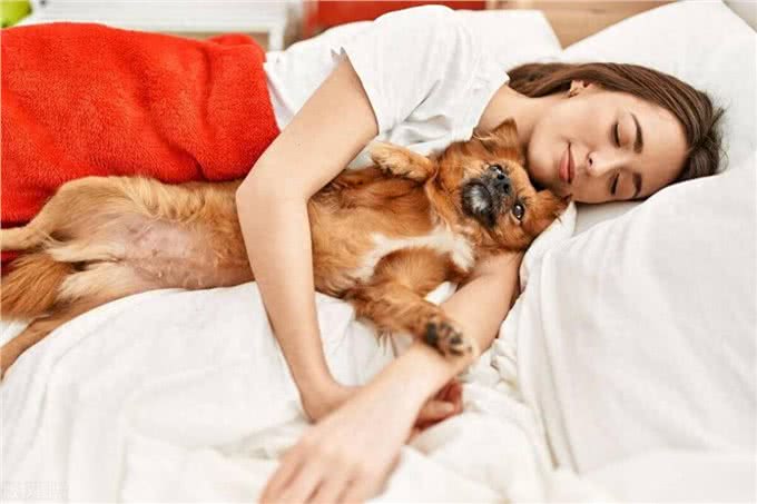 狗狗为啥爱上床睡觉?这里面学问大着呢!