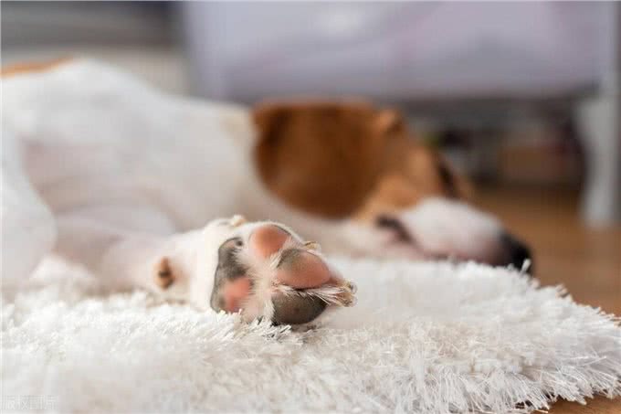 狗狗为啥爱上床睡觉?这里面学问大着呢!