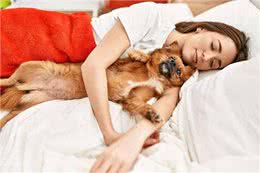 狗狗为啥爱上床睡觉?这里面学问大着呢!